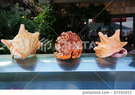 Three natural beautiful tropical seashells. 83392852