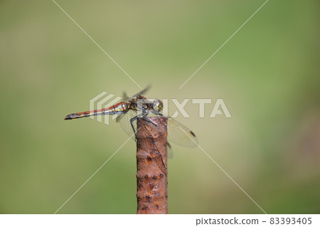 紅蜻蜓 Sympetrum frequens (Aki Akane) ♀ 83393405