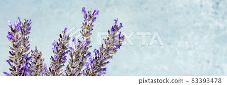 Lavender panorama with copy space. Lavandula plants panoramic banner Lavender panorama with copy space. Lavandula plants panoramic banner 83393478