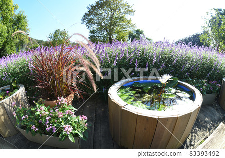 睡蓮和紫水晶鼠尾草 83393492