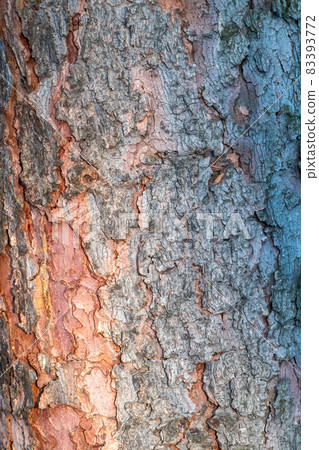 Old wood pine bark texture or background. Old wood pine bark texture or background. 83393772
