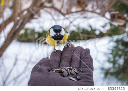 The tit eats seeds from a hand. Caring for animals in winter or autumn. The tit eats seeds from a hand. Caring for animals in winter or autumn. 83393823