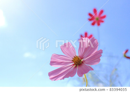 Fall cherry tree and sky 83394035