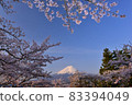 Fuji and cherry blossoms 83394049