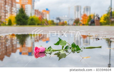 a sad, lonely scarlet rose flower lies in a puddle on wet asphalt a sad, lonely scarlet rose flower lies in a puddle on wet asphalt 83394604