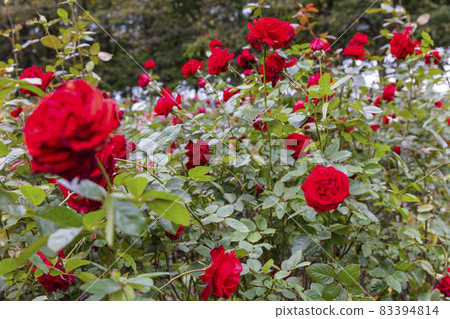 Roses of Yono Park 83394814