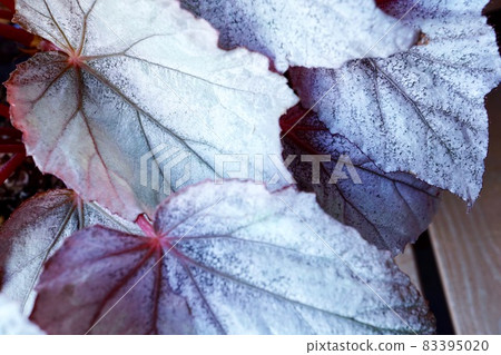 Silver astringent texture, Rex Begonia wood deck background Silver astringent texture, Rex Begonia wood deck background 83395020