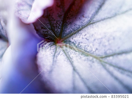 Silver astringent texture, Rex Begonia close-up Silver astringent texture, Rex Begonia close-up 83395021