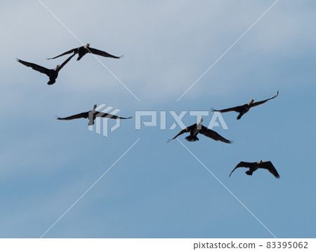 Cormorant 83395062