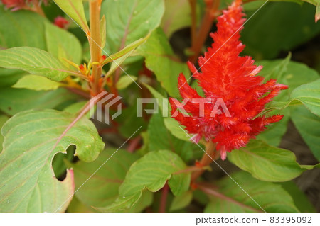 Spring flower bed 83395092