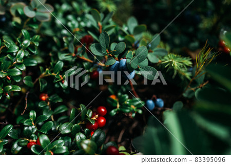 Blueberries and lingonberries on a green bush, macro photography. Wild berry, macro. Wild wild berries on a green background in the forest. Blueberries and lingonberries on a green bush, macro photography. Wild berry, macro. Wild wild berries on a green background in the forest. 83395096