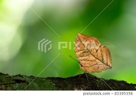Kallima inachu Butterfly. 83395356