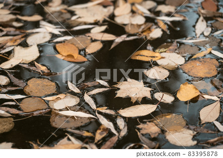 Autumn Leaves in Dark Rainwater. Cloudy Autumn Day Full of Depression, Melancholy , Sadness ,Blues and Sorrow. Close-up 83395878