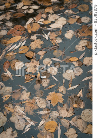 Brown Autumn Foliage in a Stagnant Water of a Pond in a Park. Autumn Monday Morning Full of Depression, Melancholy, Sadness, Blues and Sorrow. Close-up 83395879