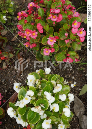 Spring flower bed 83396462