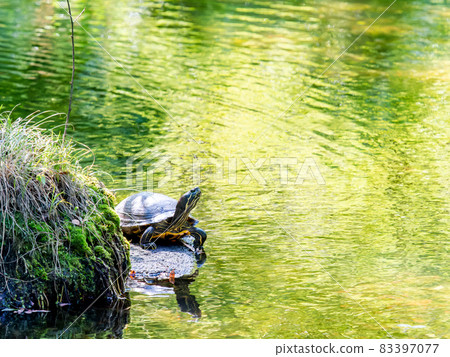 Red-eared slider dried in a calm pond 83397077