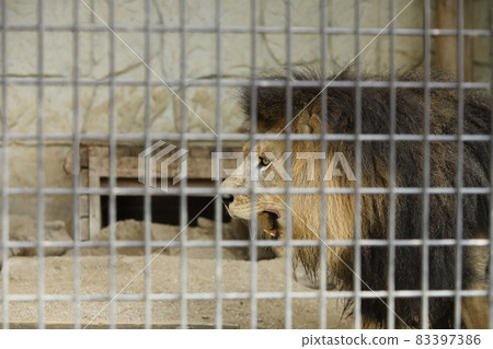 Omuta City Zoo Lion, 83397386
