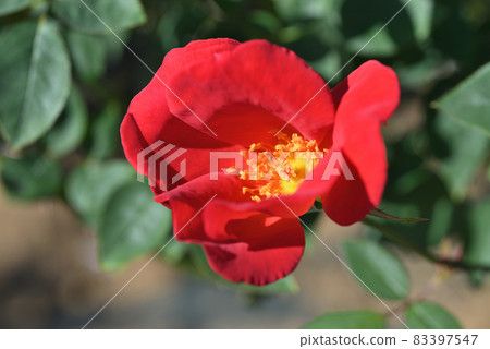 Rose Rose 83397547