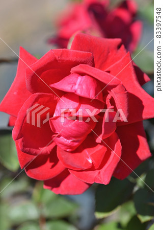 Rose (Rob Roy) Rose (Rob Roy) 83397548