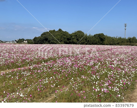 Cosmos 83397679