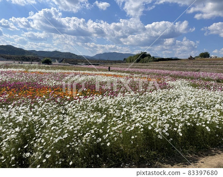Cosmos Cosmos 83397680