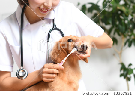 Image of a veterinarian brushing dachshund teeth with a toothbrush 83397851