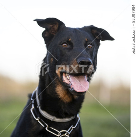 training of french shepherd 83397984