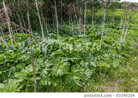 green leaves of hogweed green leaves of hogweed 83398184