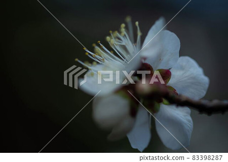 白梅 白梅 83398287