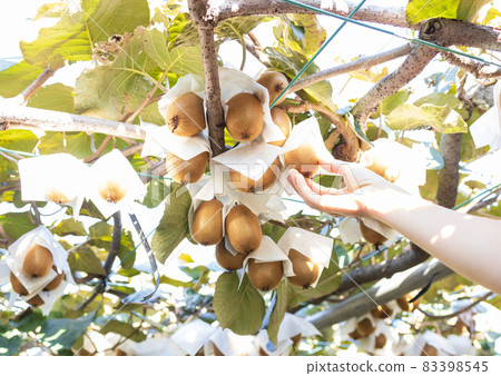 Kiwifruit grown big Kiwifruit grown big 83398545