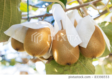 獼猴桃長大了 83398553