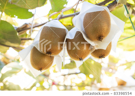 獼猴桃長大了 獼猴桃長大了 83398554