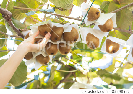 Kiwifruit grown big 83398562