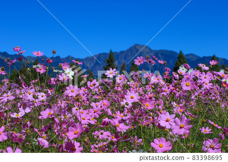 福戶山農場,大波斯菊 福戶山農場,大波斯菊 83398695