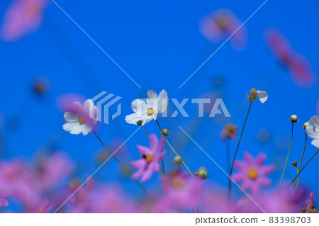福戶山農場,大波斯菊 福戶山農場,大波斯菊 83398703