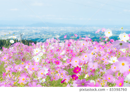 Cosmos field in full bloom and Tonami Plain, Toyama Prefecture 83398760