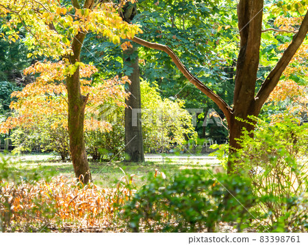 秋景：已經開始上色的灌木叢 83398761