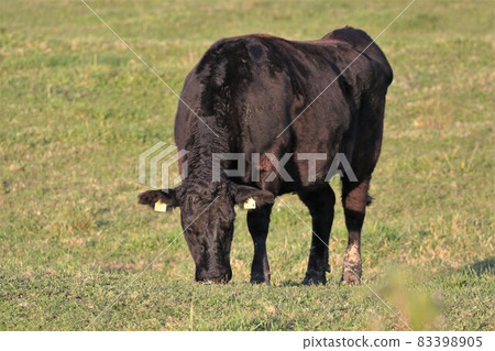 Ranch scenery, Japanese beef Ranch scenery, Japanese beef 83398905