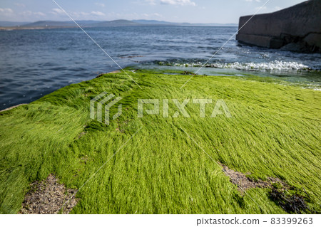 Seaweed on the pier by Marmeelan and Falcorrib south of Dungloe, County Donegal - Ireland Seaweed on the pier by Marmeelan and Falcorrib south of Dungloe, County Donegal - Ireland 83399263
