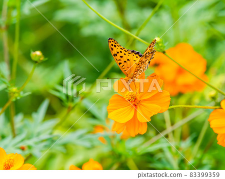 秋景 Kibana 波斯菊和蛺蝶科 83399359