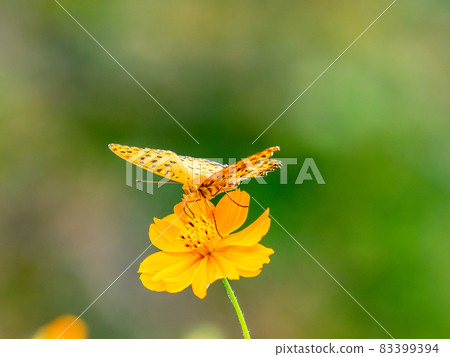 秋景 Kibana 波斯菊和蛺蝶科 秋景 Kibana 波斯菊和蛺蝶科 83399394