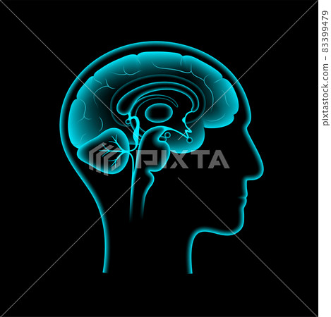 Brain 3D anatomy 83399479