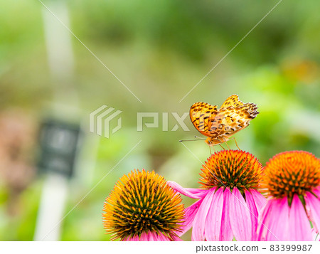 秋景紫錐菊、蛺蝶科盛開 秋景紫錐菊、蛺蝶科盛開 83399987