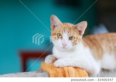 The cute Thai cat is squatting, a cat look at camera, a happy and friendly cat 83400347