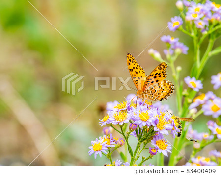 秋景:可愛的紫色紫菀和蛺蝶科 秋景:可愛的紫色紫菀和蛺蝶科 83400409