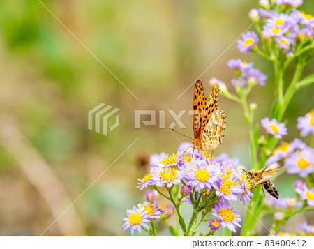 秋景:可愛的紫色紫菀和蛺蝶科 秋景:可愛的紫色紫菀和蛺蝶科 83400412