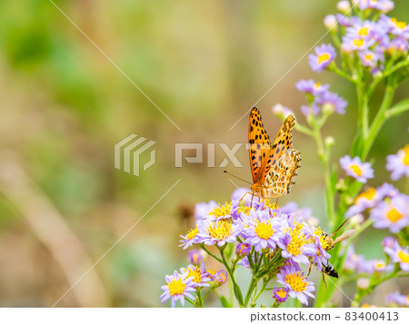 秋景：可愛的紫色紫菀和蛺蝶科 83400413