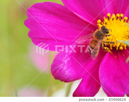 Red autumn cherry blossoms and pollen-covered bees (cosmos field near eastern park) 83400628