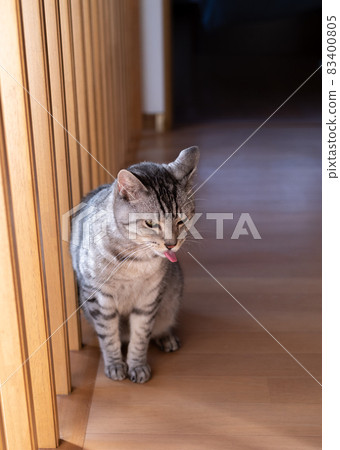 Sabatra cat with a tongue out Sabatra cat with a tongue out 83400805