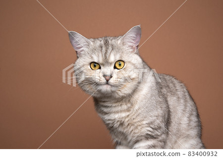 cute fluffy cat making funny face portrait on brown background 83400932